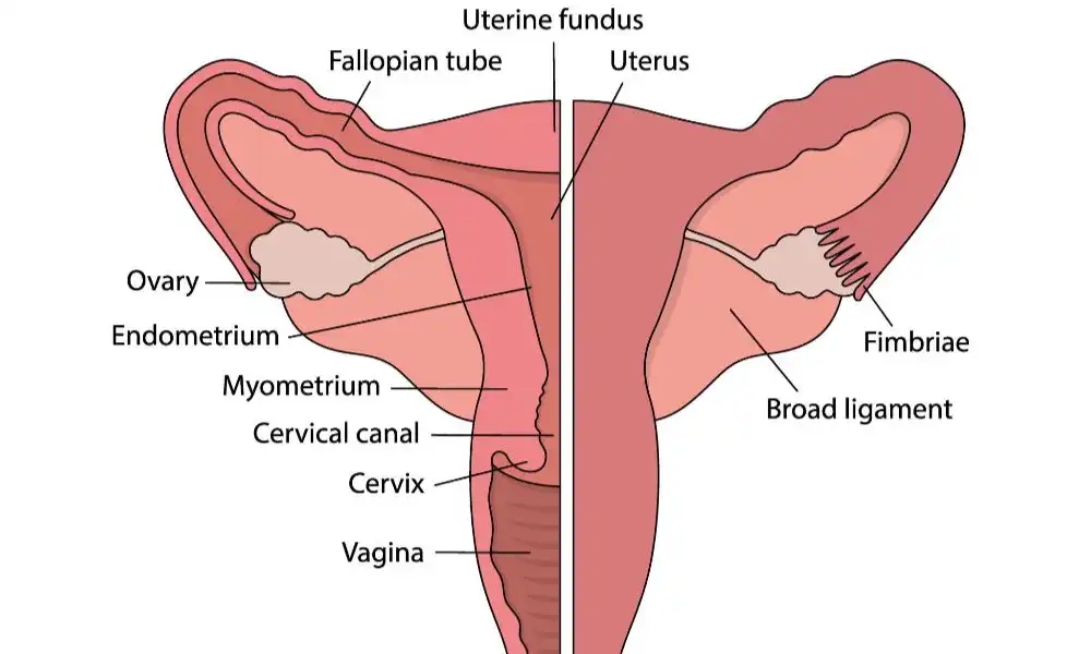womens health